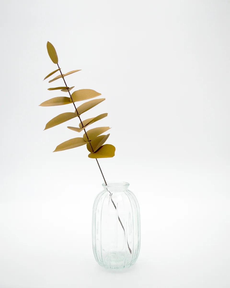 Eucalyptus en papier havane