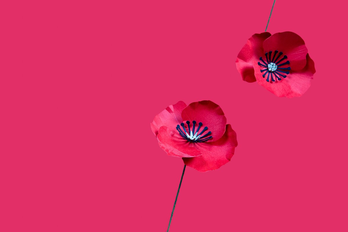 Coquelicots en papier