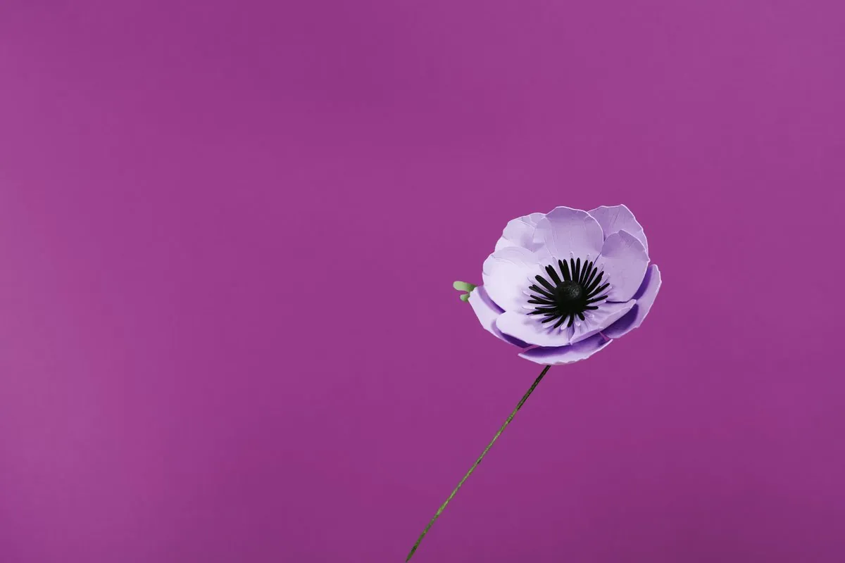 Anémone en papier lilas sur fond violet