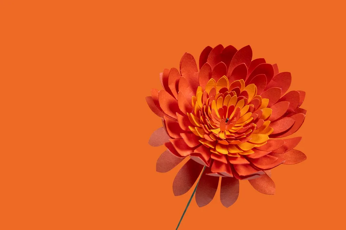 Chrysanthème en papier orange sanguine sur fond orange