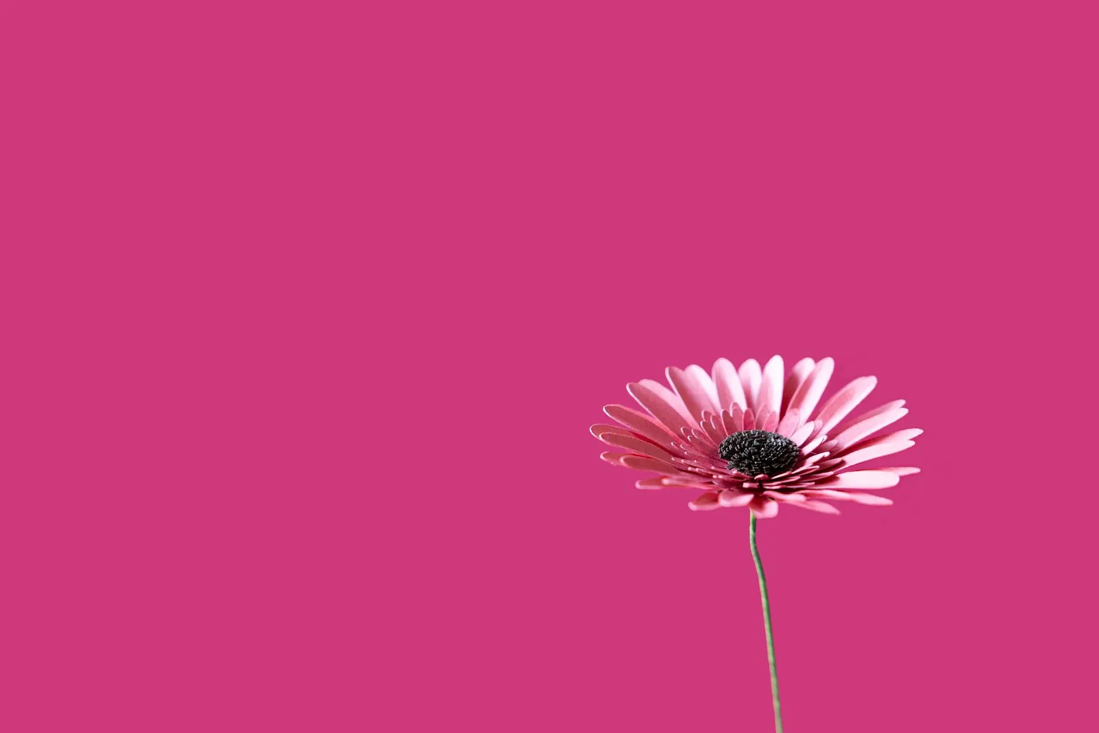 Gerbera en papier rose fuchsia sur fond rose