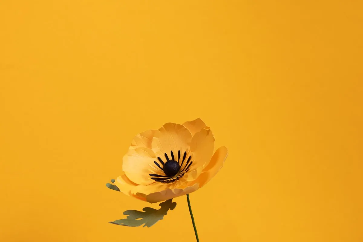 Pavot islandais en papier jaune bouton d'or sur fond jaune