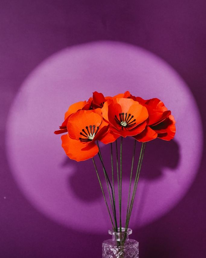 Coquelicot