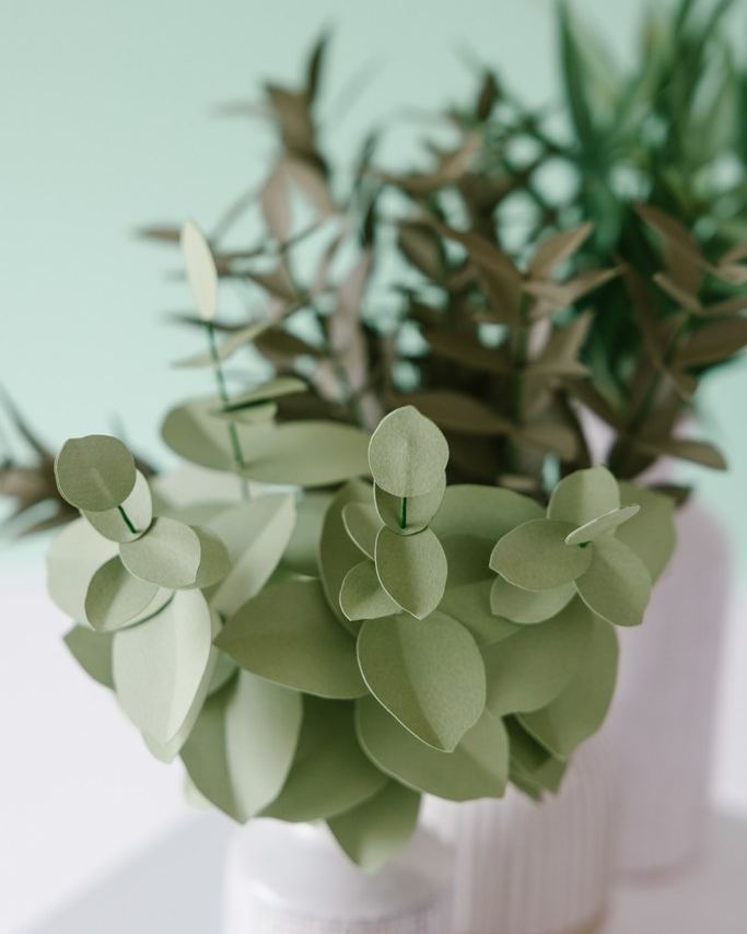 Eucalyptus