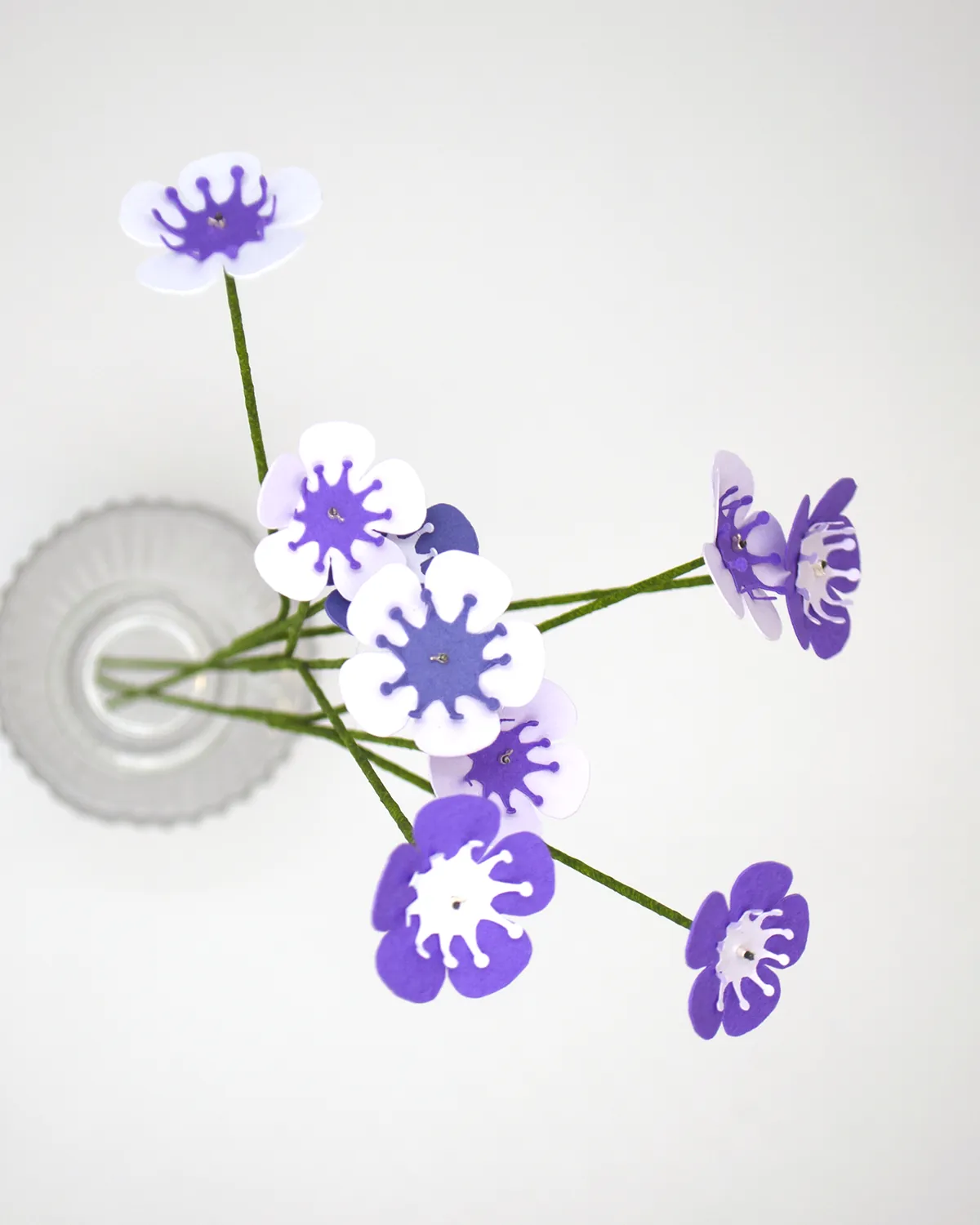 Fleurs de wax violettes, gros plan sur les corolles