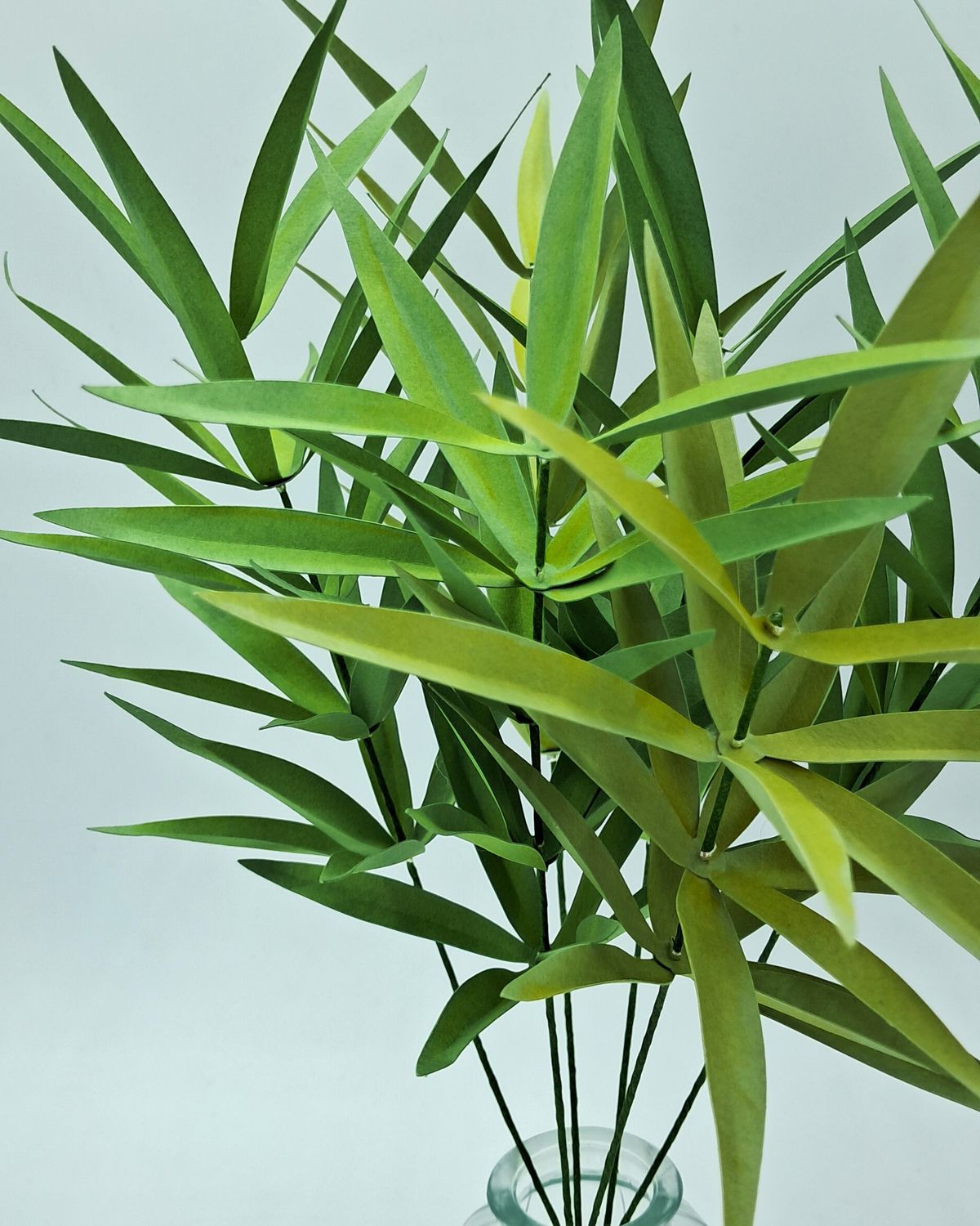 Herbes ornementales - vue 2