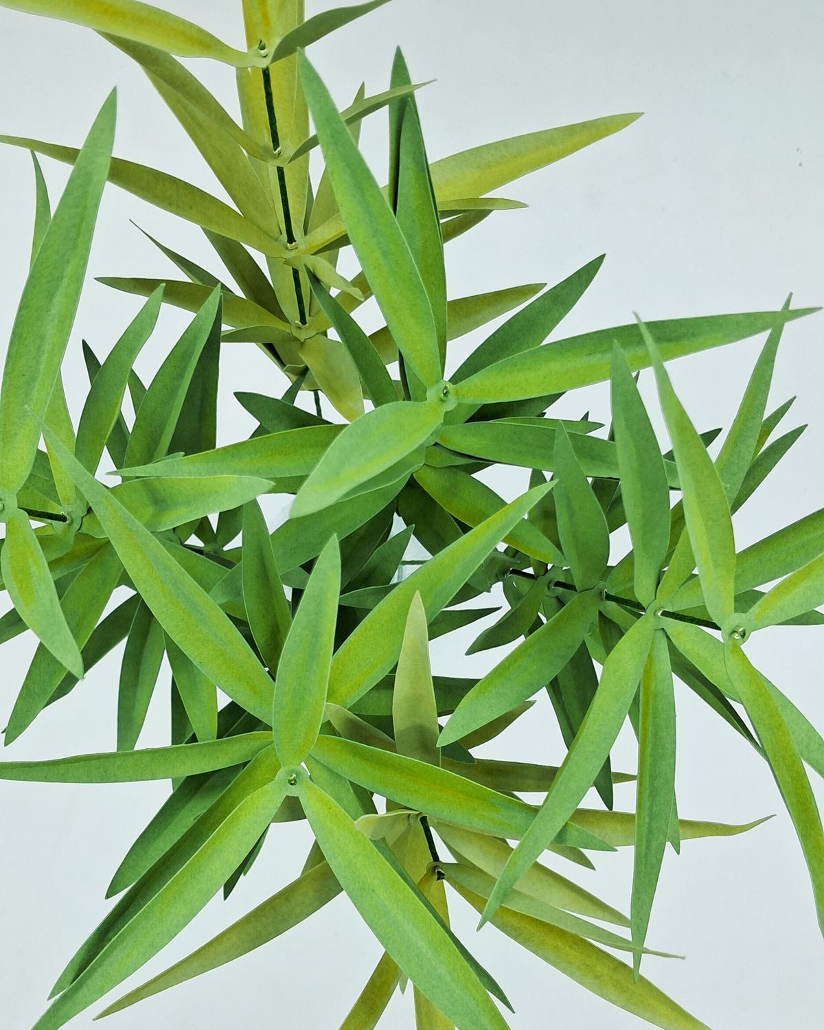 Herbes ornementales - vue 3