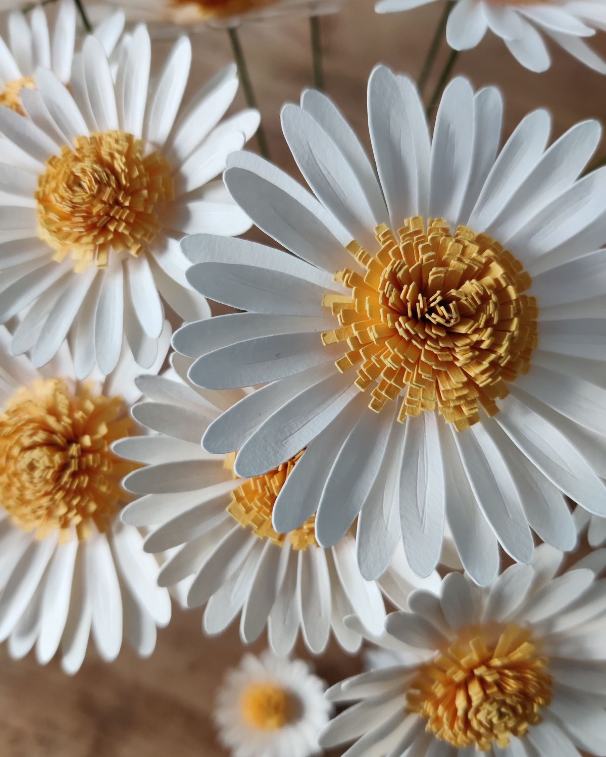 Marguerite - vue 2