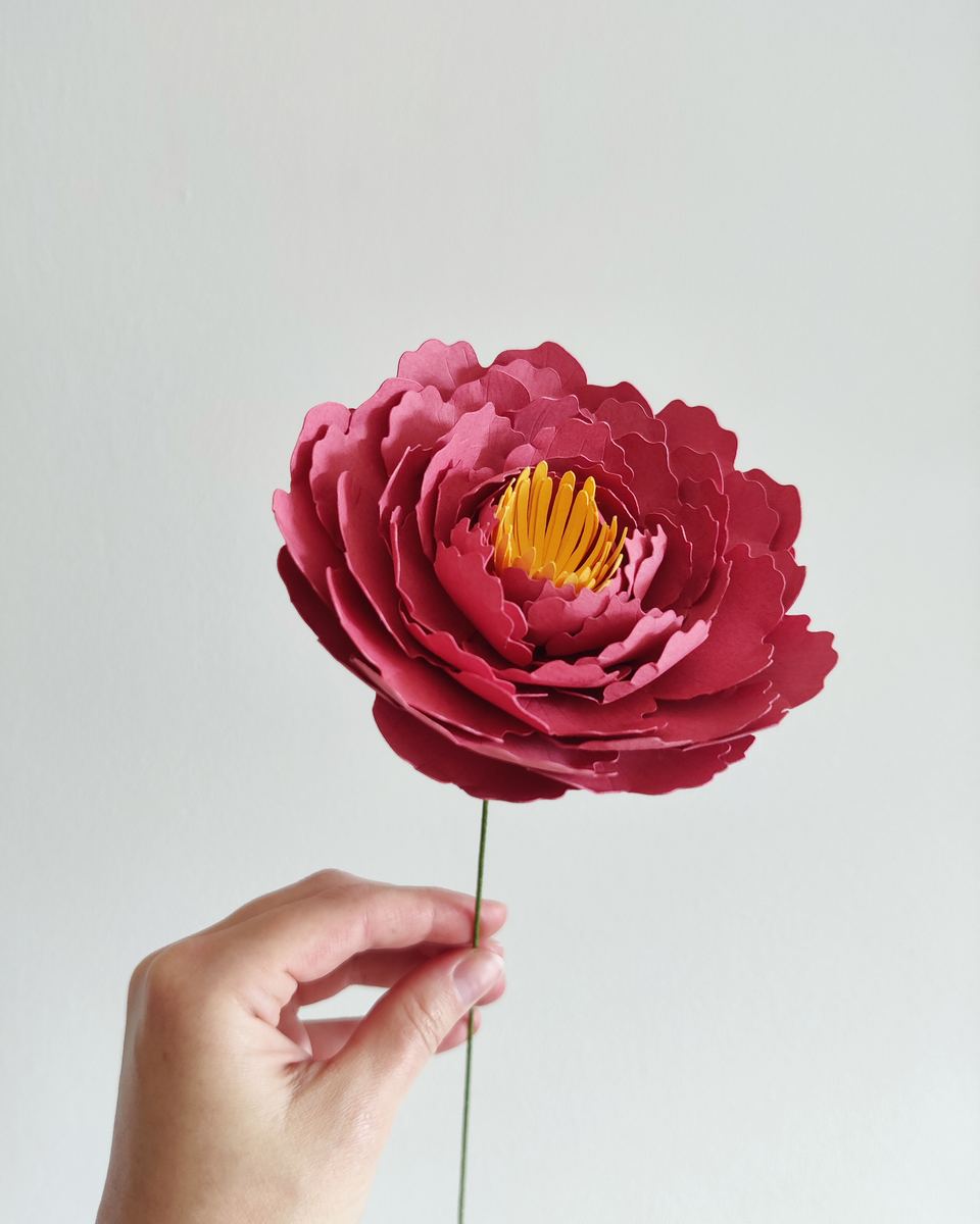 Pivoine